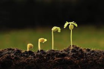 Moderniser le circuit technique de l'agriculture  à Tadla