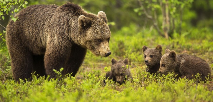 Quand les mères ours cherchent la protection des hommes