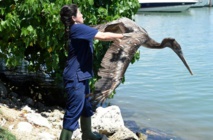 A Miami, au chevet des pélicans et des animaux exotiques A Miami, au chevet des pélicans et des animaux exotiques