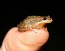 Insolite : Petite grenouille