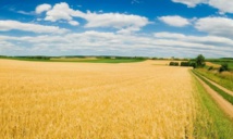 Lutter contre les effets de la sécheresse à Settat Lutter contre les effets de la sécheresse à Settat