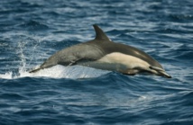 Requins, dauphins, baleines... les eaux californiennes affichent complet