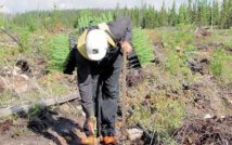 Les oppositions contre le reboisement des forêts posent problème Les oppositions contre le reboisement des forêts posent problème