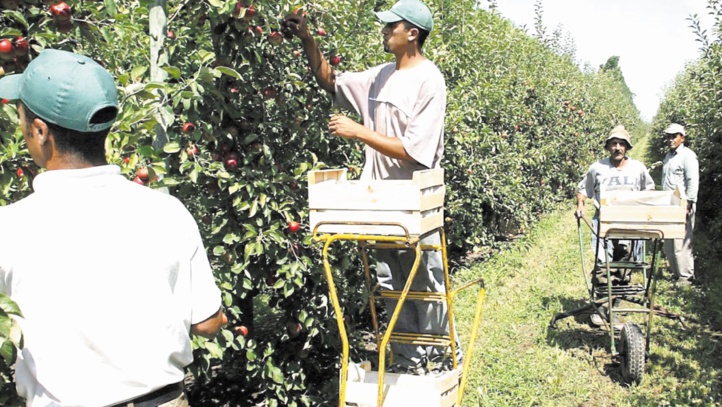 Renouvellement des licences de plus de 2000 travailleurs marocains saisonniers en Espagne Renouvellement des licences de plus de 2000 travailleurs marocains saisonniers en Espagne