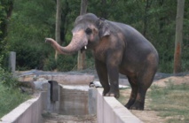 Emoi au Pakistan sur le sort d'un éléphant en captivité Emoi au Pakistan sur le sort d'un éléphant en captivité