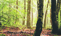 La FAO appelle à combler le fossé entre la foresterie et l'agriculture