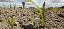 Dame nature pénalise la céréaliculture nationale