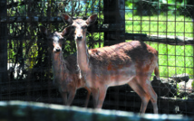 A Rome, une arche de Noé pour animaux exotiques victimes d'un trafic lucratif A Rome, une arche de Noé pour animaux exotiques victimes d'un trafic lucratif
