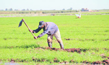 Atténuer les effets du déficit pluviométrique de la dernière campagne agricole Atténuer les effets du déficit pluviométrique de la dernière campagne agricole