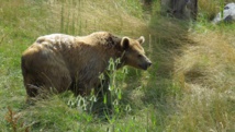 Levée de boucliers contre l’ours des Pyrénées françaises Levée de boucliers contre l’ours des Pyrénées françaises