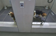 Médor, c'est pour toujours grâce à une clinique sud-coréenne de clonage Médor, c'est pour toujours grâce à une clinique sud-coréenne de clonage