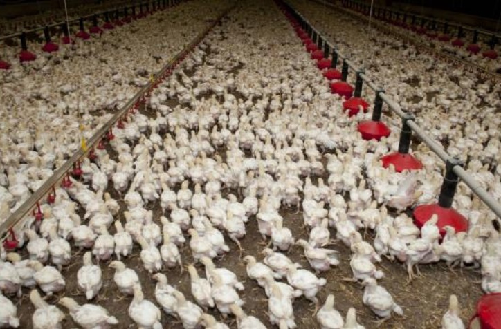 La région Fès-Meknès assure 35% de la production nationale des viandes de volailles