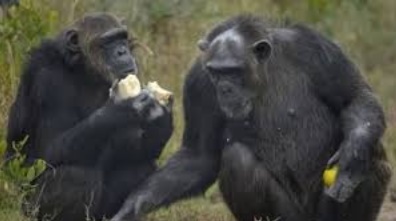 Les chimpanzés préfèrent coopérer qu'être en compétition Les chimpanzés préfèrent coopérer qu'être en compétition