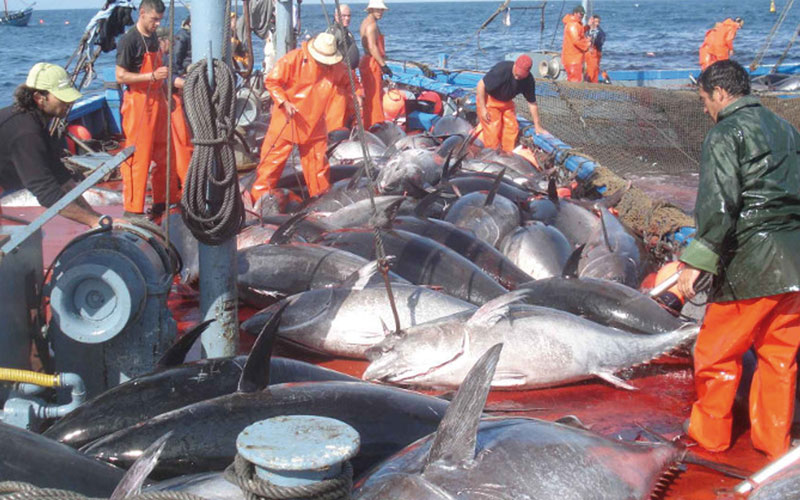 Hausse de 7% des  débarquements de la pêche côtière et  artisanale à fin août 2016 Hausse de 7% des  débarquements de la pêche côtière et  artisanale à fin août 2016