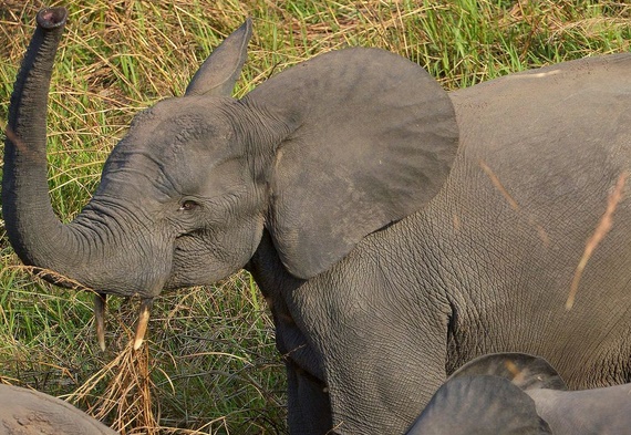 Déclin des éléphants des savanes