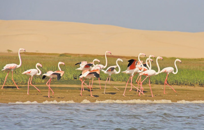 Les potentialités naturelles et écologiques au parc national de Khnifiss Les potentialités naturelles et écologiques au parc national de Khnifiss