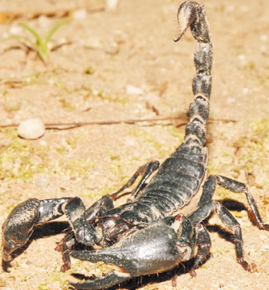 Des morsures mortelles de scorpions à Fkih Ben Salah
