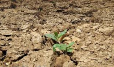 Le changement climatique rend les végétaux moins sensibles à la sécheresse