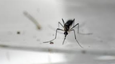 Les moustiques femelles peuvent transmettre le Zika à leurs progénitures