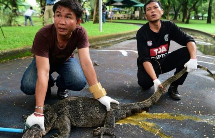 Insolite : Enormes lézards