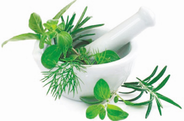 Vers la création d’un centre pour la valorisation des plantes aromatiques et médicinales
