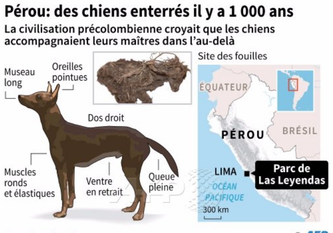 Sous un parc animalier au Pérou, des chiens sacrifiés il y a 1.000 ans