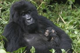 Amour et kalachnikovs au secours des gorilles des montagnes en RDCongo