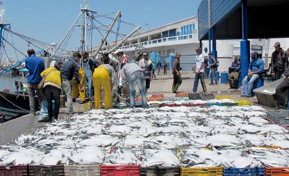 Hausse de 5% des débarquements de la pêche côtière et artisanale à fin septembre