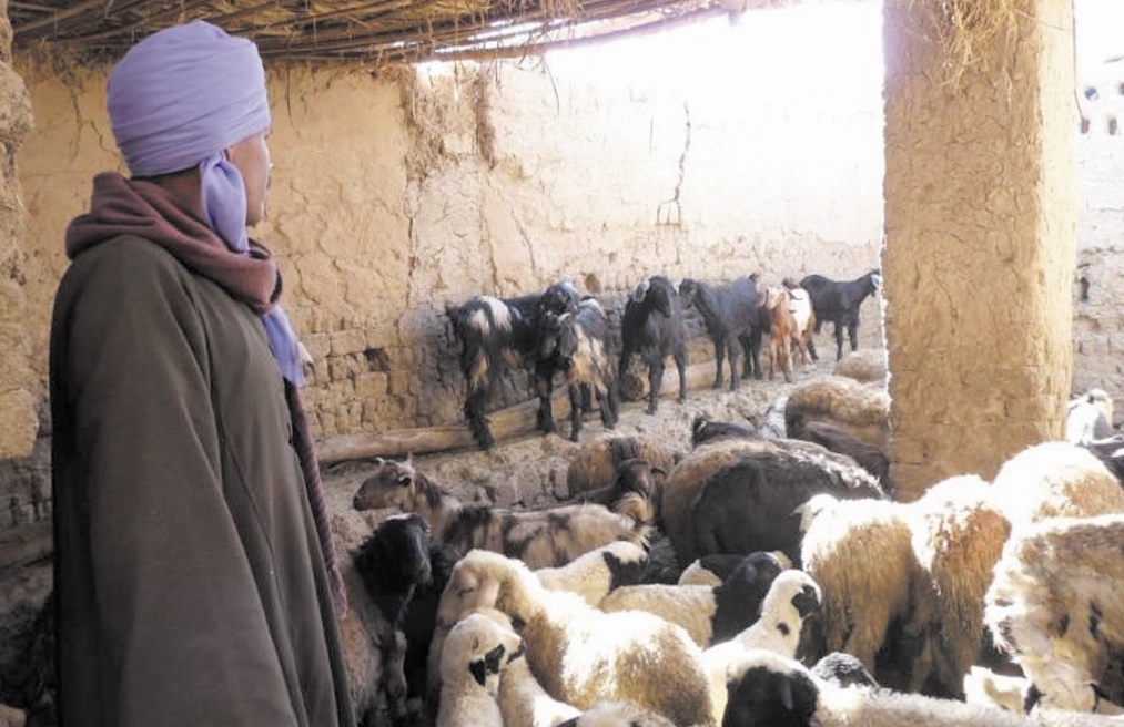 Débarrasser le monde de la peste des petits ruminants