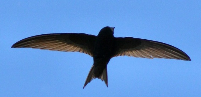 Le martinet noir bat le record de vol non-stop