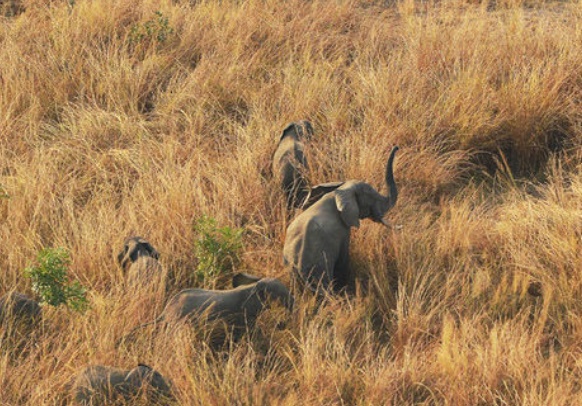 Les tueries d'éléphants s'intensifient