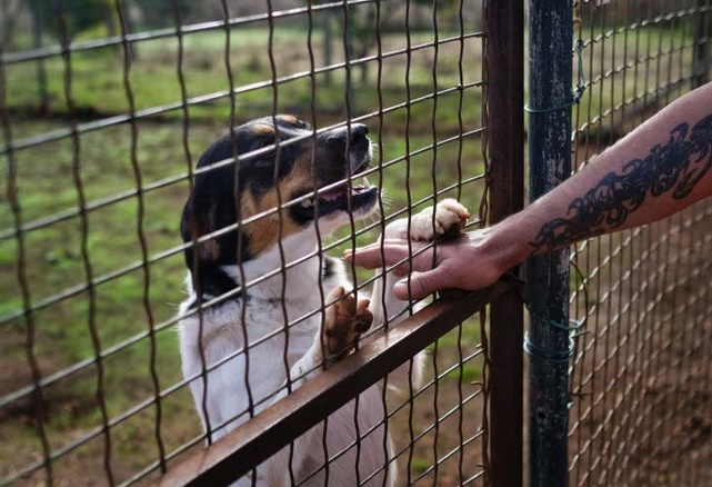 Insolite : Havre de paix pour chiens
