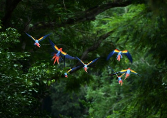 Plus de 200 espèces d'oiseaux à risque d'extinction non répertoriées
