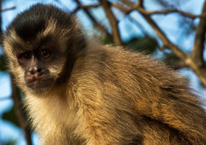Des singes retrouvent le contrôle de leurs membres paralysés Des singes retrouvent le contrôle de leurs membres paralysés