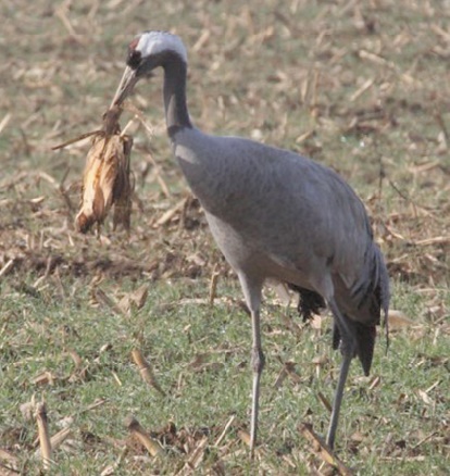 Insolite : Pour  faire revenir les grues