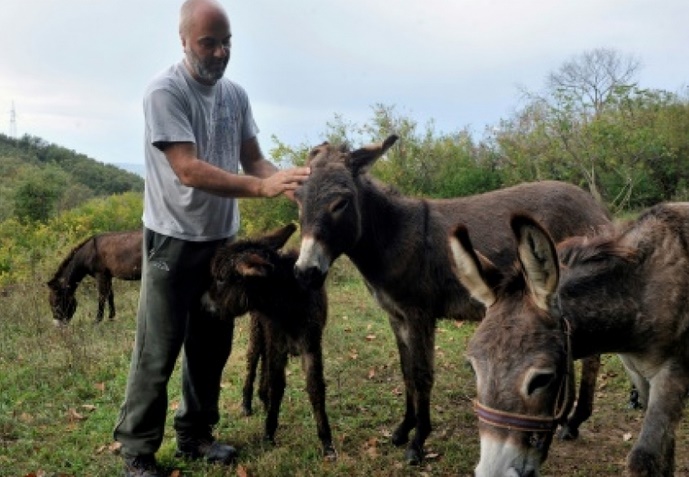 L'âne des Balkans cherche son salut dans le lait