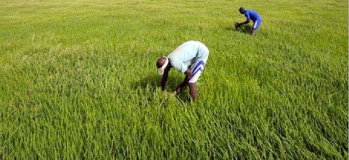 Un revenu minimum garanti pour une révolution agricole africaine