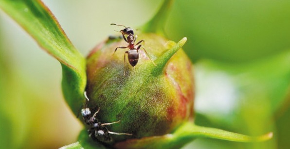 Des fourmis "agricultrices" bien avant l'Homme