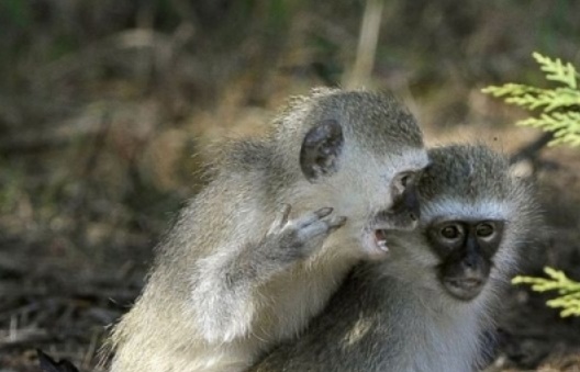 Insolite : Carotte et bâton