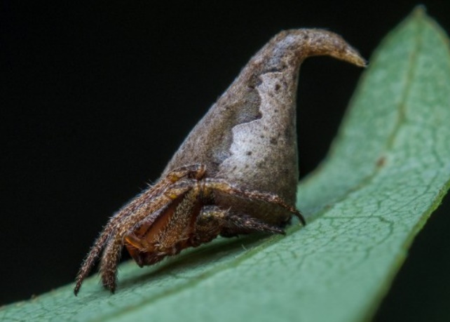 Insolite : Une araignée en hommage à Harry Potter Insolite : Une araignée en hommage à Harry Potter