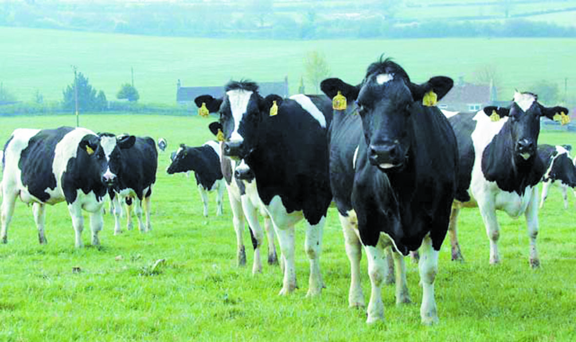 Les exploitations laitières appelées à améliorer leurs rendements