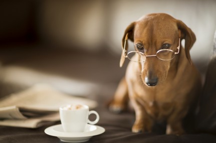 Insolite : Café à chiens