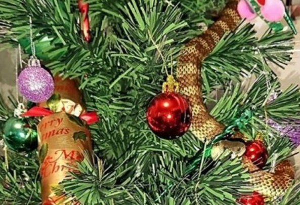 Insolite : Un serpent-tigre dans le sapin