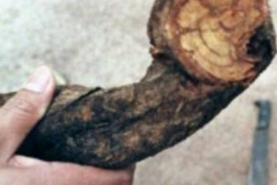 L'ayahuasca, psychotrope à la mode aux Etats-Unis et en psychiatrie