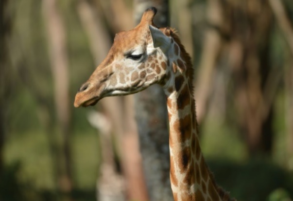 Pour mieux comprendre la girafe
