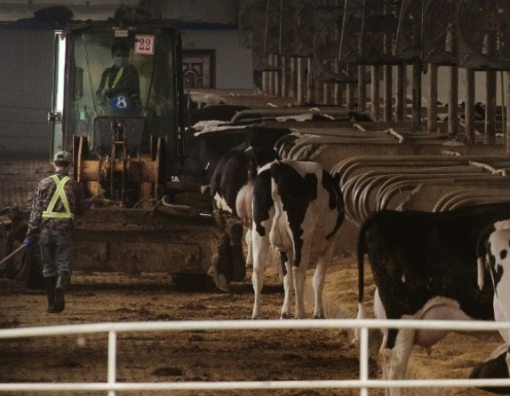 En Chine, les fermes sont déjà passées aux 10.000 vaches