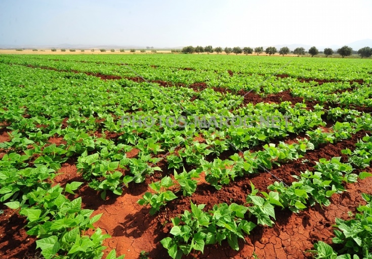 Un ciel plus clément pour l’agriculture