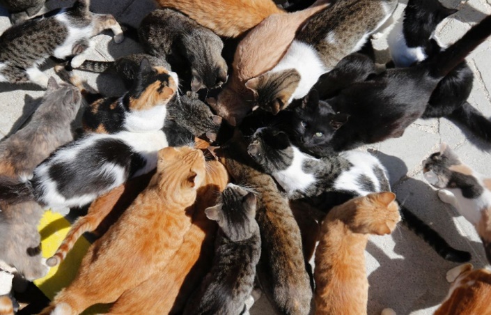 A Chypre, le défi de nourrir des chats en surpopulation