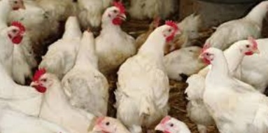 Seulement 8% du poulet produit au Maroc est contrôlé