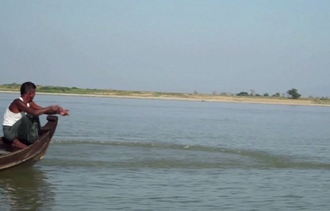 En Birmanie, les dauphins de l'Irrawaddy menacés d'extinction